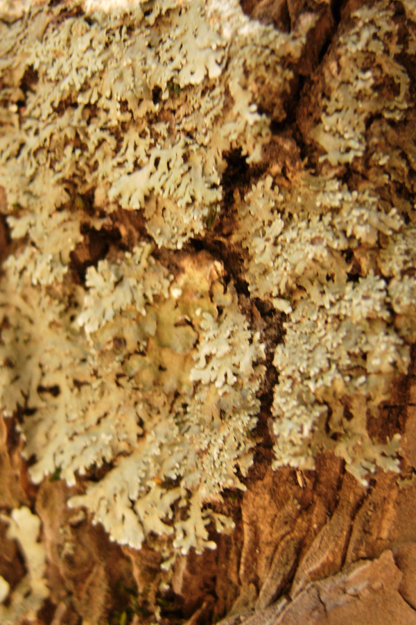 Da Creta: Xanthoria sp e Parmelia sp?